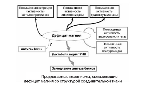 Влияние дефицита магния на соединительную ткань Влияние дефицита магния на соединительную ткань