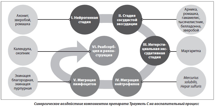 Действие Траумеля на воспаление Действие Траумеля на воспаление