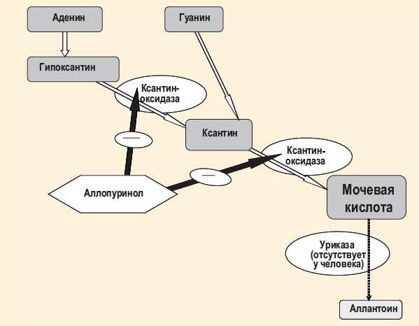 Действие Аллопуринола Действие Аллопуринола