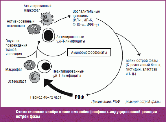 Действие аминобисфосфонатов Действие аминобисфосфонатов