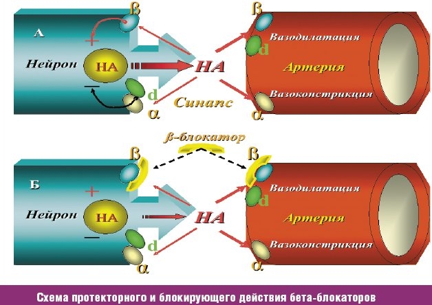 Действие бета-блокаторов Действие бета-блокаторов