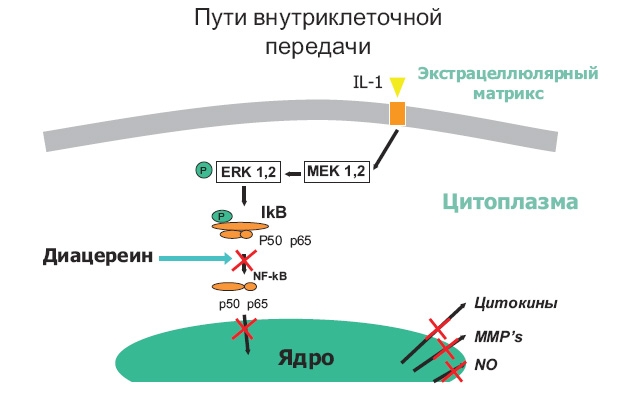 Ингибирующее действие Диацерина Ингибирующее действие Диацерина