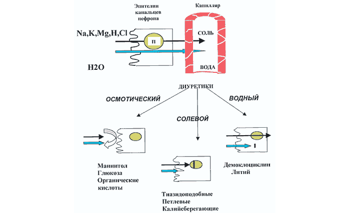 Действие диуретиков Действие диуретиков