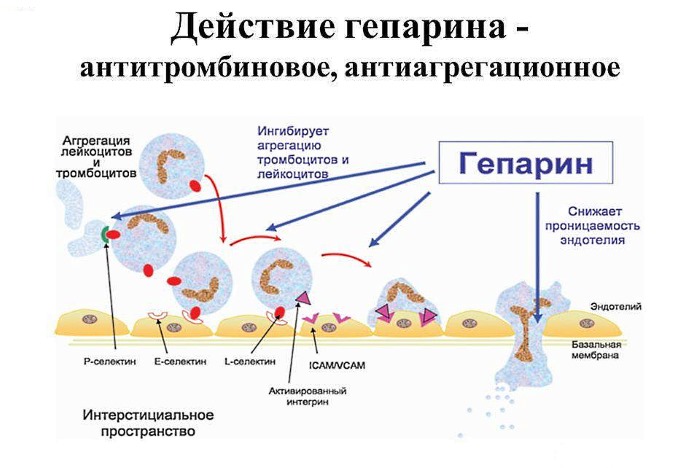 Действие гепарина Действие гепарина