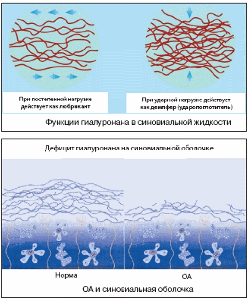 Действие гиалуроновой кислоты Действие гиалуроновой кислоты