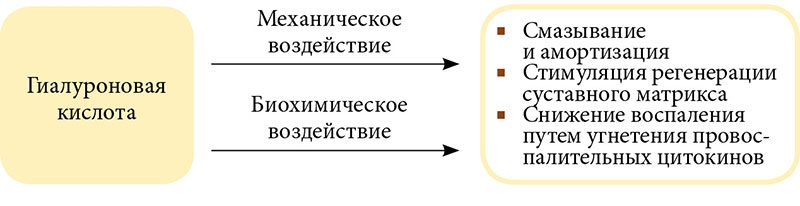 Действие гиалуроновой кислоты на воспаление Действие гиалуроновой кислоты на воспаление