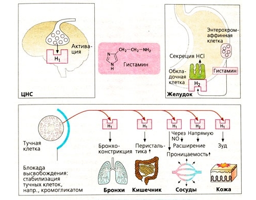 Действие гистамина Действие гистамина