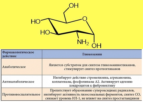 Действие глюкозамина Действие глюкозамина