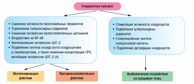 Действие хондроитина сульфата Действие хондроитина сульфата