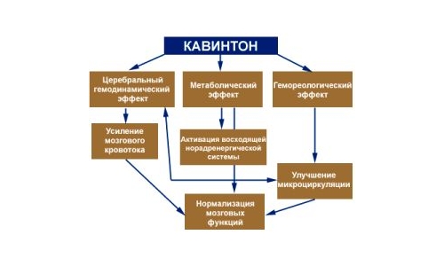 Действие Кавинтона Действие Кавинтона