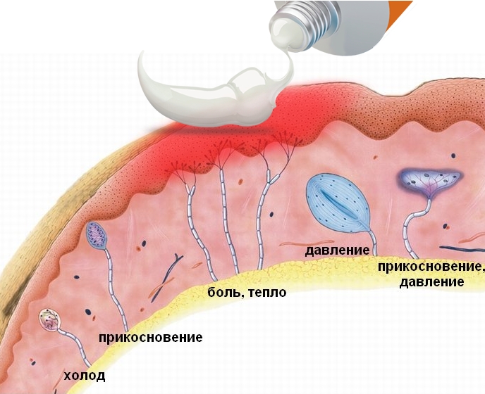 Действие мази на нервные рецепторы тепла Действие мази на нервные рецепторы тепла