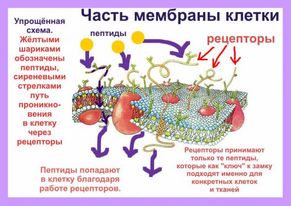 Действие пептидов на клетку Действие пептидов на клетку