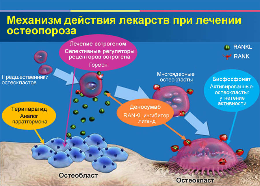 Действие бисфосфонатов при остеопорозе Действие бисфосфонатов при остеопорозе