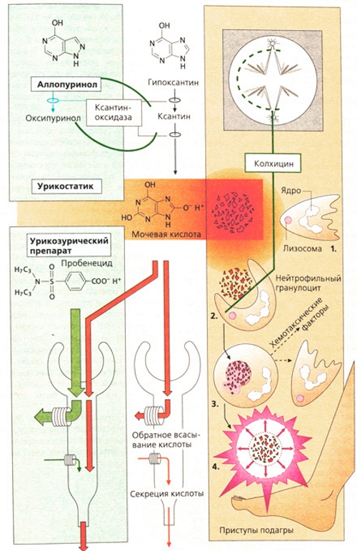 Действие основных препаратов при подагре Действие основных препаратов при подагре