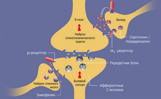 Действие Трамадола Действие Трамадола