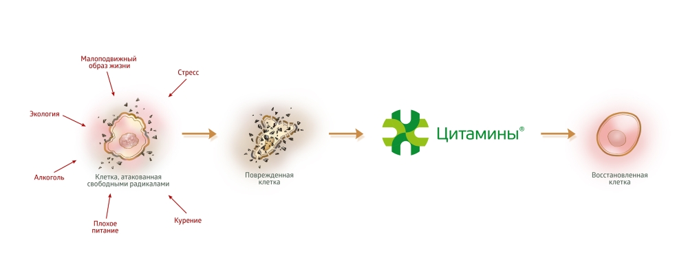 Действие цитаминов на клетку Действие цитаминов на клетку