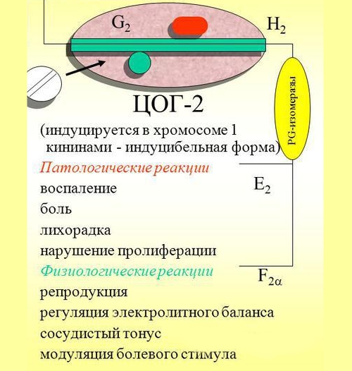 Действие ЦОГ–2 и Мелоксикама