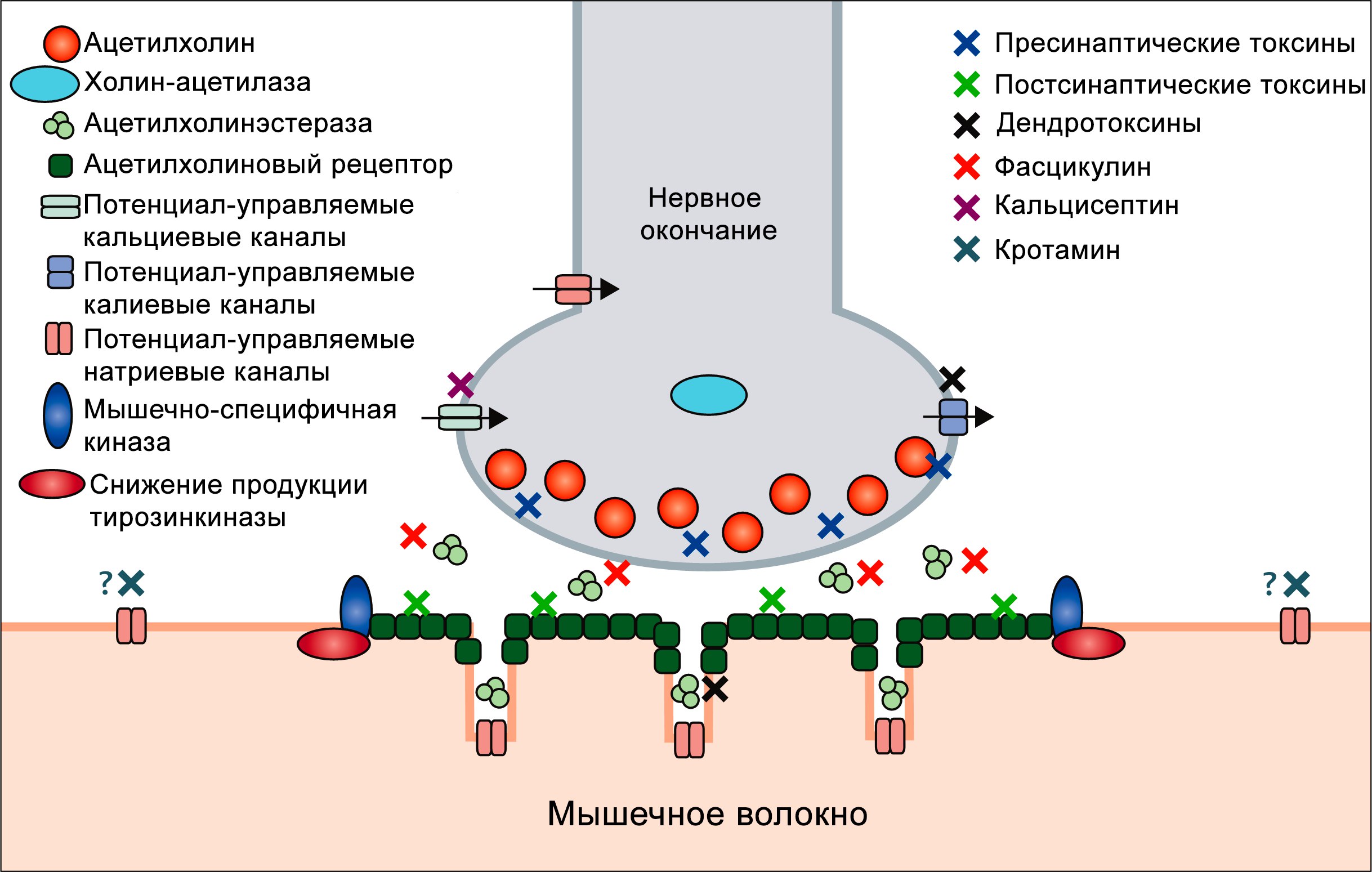 Действие змеиного яда Действие змеиного яда