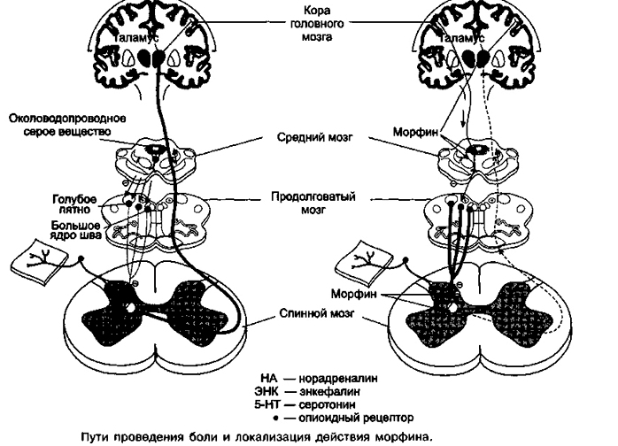 Действие наркотических обезболивающих Действие наркотических обезболивающих