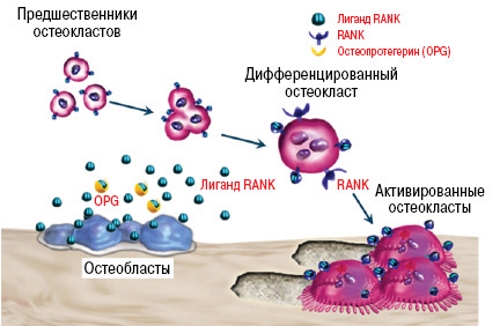 Действие Деносумаба Действие Деносумаба