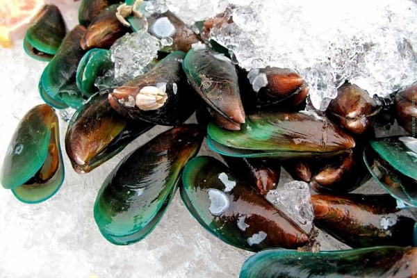 Зеленые мидии