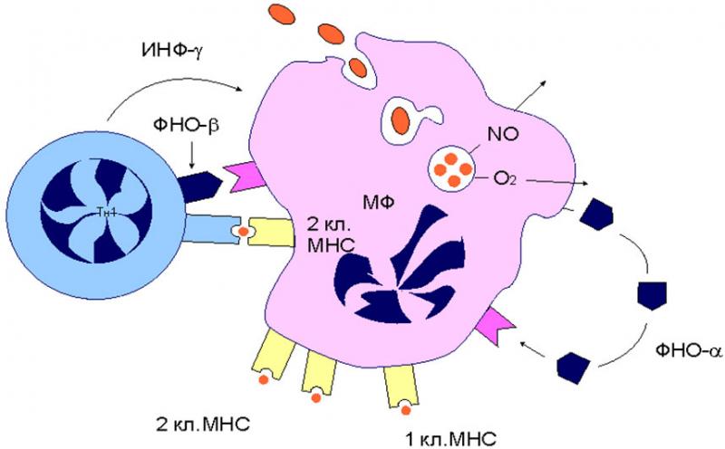 Фактор некроза опухоли Фактор некроза опухоли