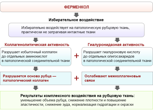 Действие Ферменкола Действие Ферменкола