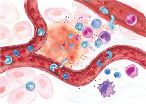 Действие Флогэнзима Действие Флогэнзима