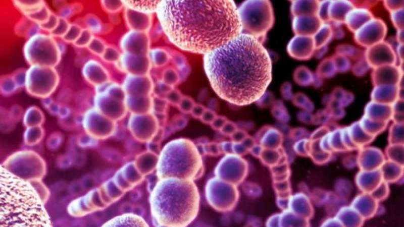 Гемолитический стрептококк — возможная причина артрита Гемолитический стрептококк — возможная причина артрита