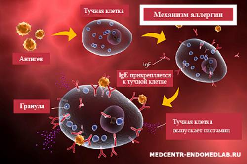 Гистамин — провокатор аллергии Гистамин — провокатор аллергии