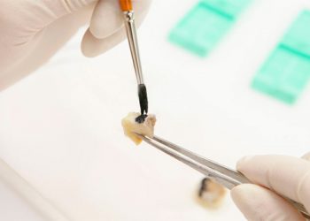 Гистология кожи Гистология кожи