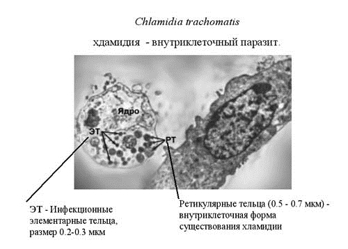 Хламидии Хламидии