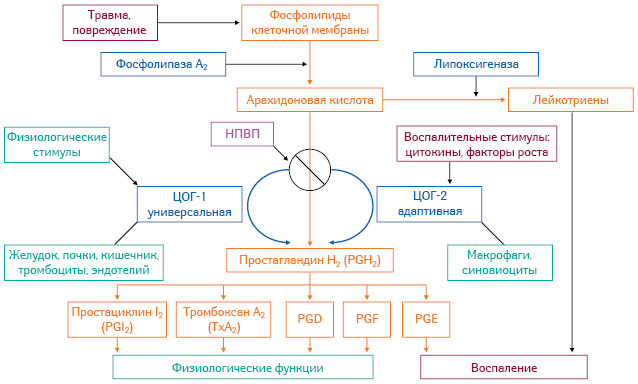 Действие НПВП Ибупрофена Действие НПВП Ибупрофена