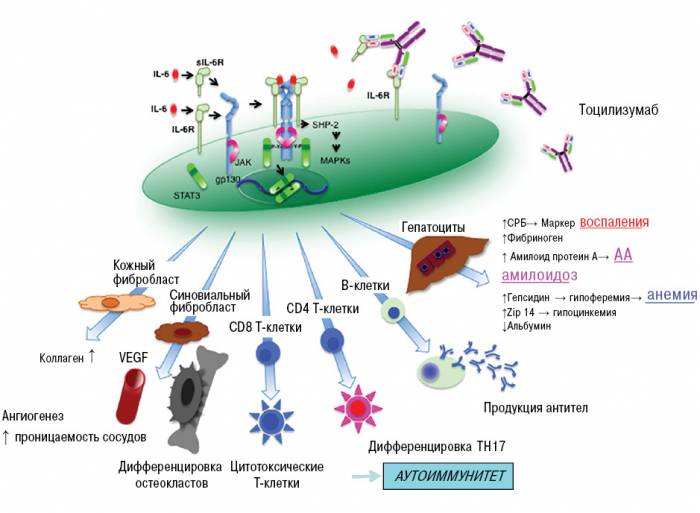 Схема действия ингибиторов ФНО Схема действия ингибиторов ФНО