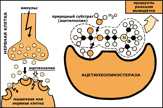Ингибиторы ацетилхолинэстеразы Ингибиторы ацетилхолинэстеразы