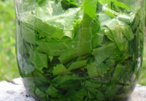 Измельчение листьев хрена Измельчение листьев хрена