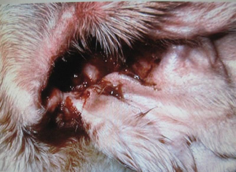 Чем обработать уши собаке от отита