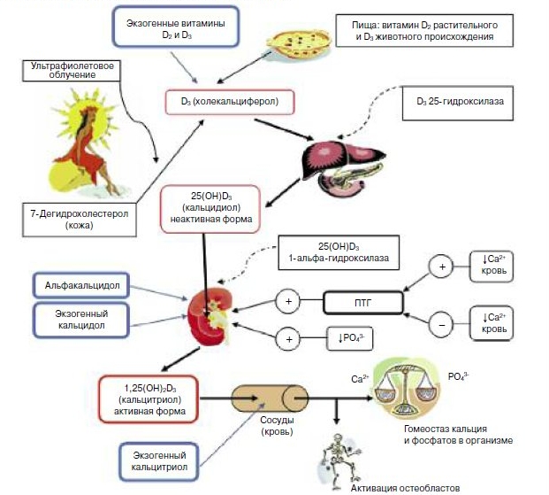 Кальциевый обмен Кальциевый обмен