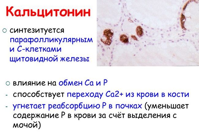 Кальцитонин — действующее вещество препарата Кальцитонин — действующее вещество препарата