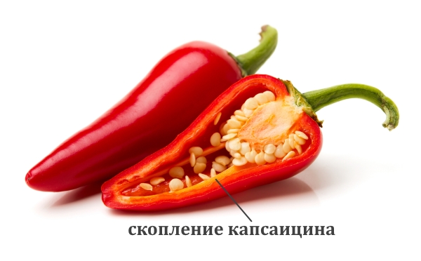 Скопление капсаицина в перце чили Скопление капсаицина в перце чили