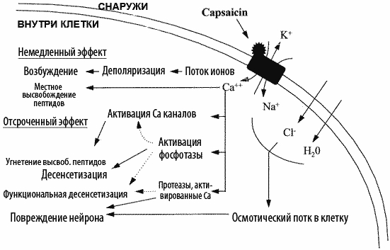 Механизм действия Капсаицина Механизм действия Капсаицина