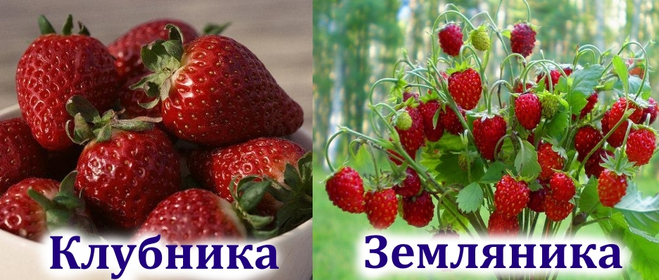 Клубника и земляника Клубника и земляника