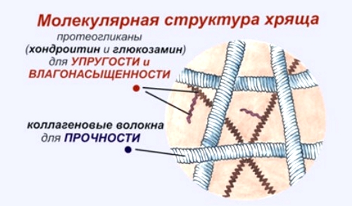 Коллаген в составе хряща Коллаген в составе хряща