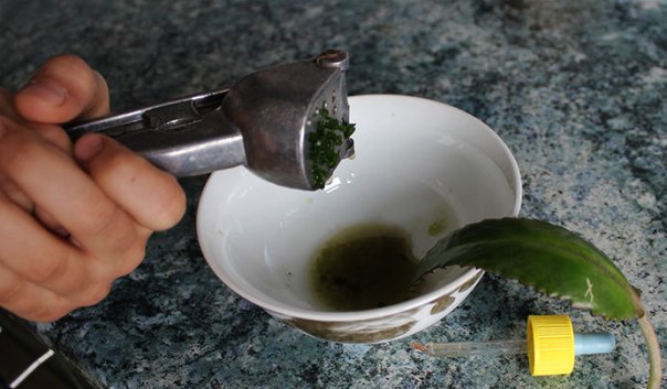 Приготовление компресса из листа каланхоэ Приготовление компресса из листа каланхоэ