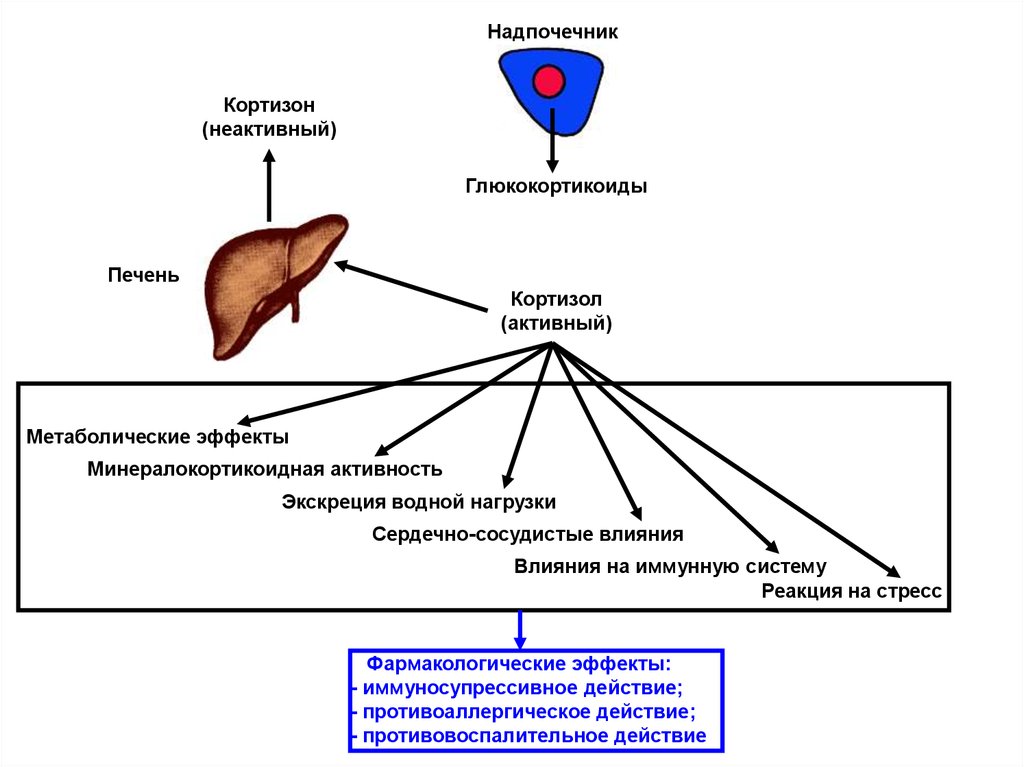 Кортизон и кортизол в надпочечниках Кортизон и кортизол в надпочечниках