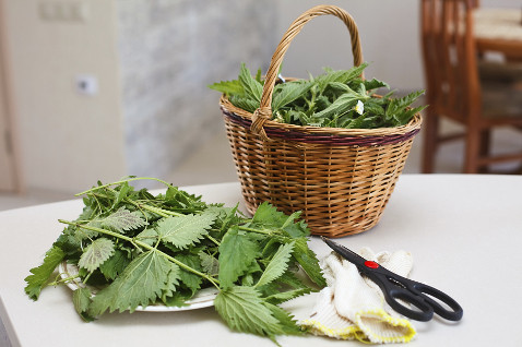 Молодая крапива