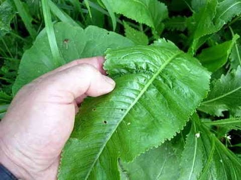 Листья хрена Листья хрена