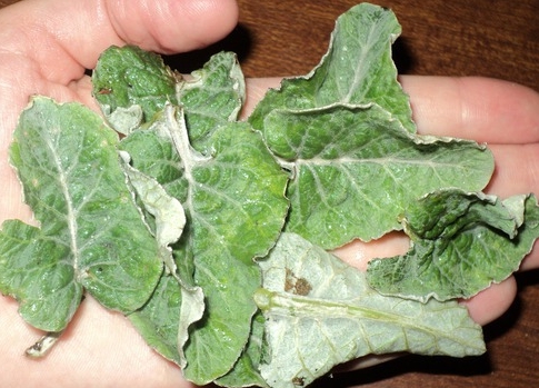 Лечение лопухом