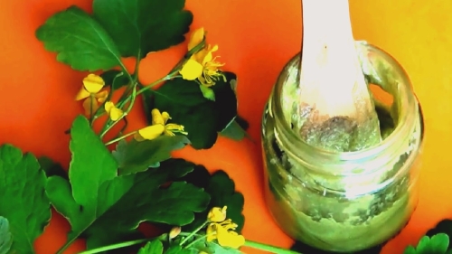 Мазь из сока чистотела и вазелина Мазь из сока чистотела и вазелина