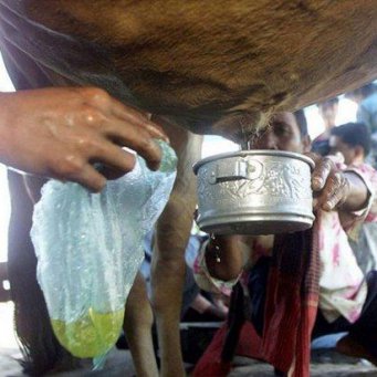 Получение медицинской желчи Получение медицинской желчи